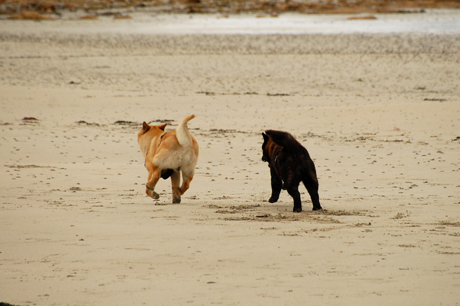 Chow_und_Meer_DSC_3794
