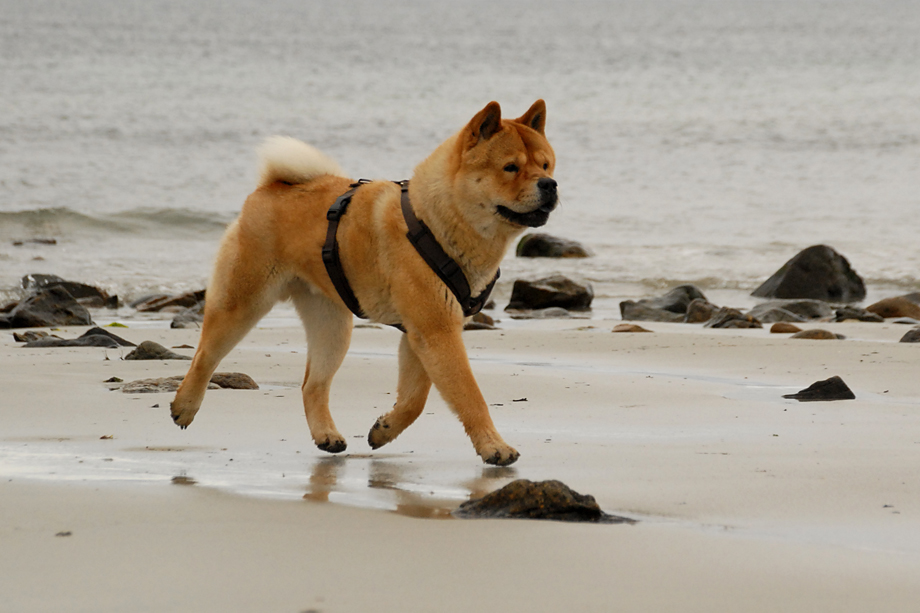 Chow_und_Meer_DSC_3832