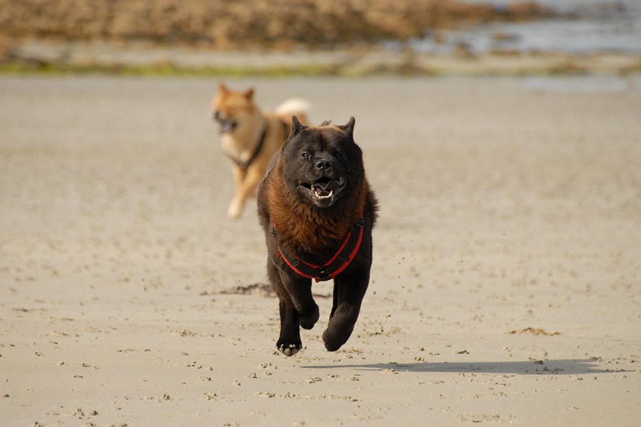 Chow_und_Meer_DSC_4052