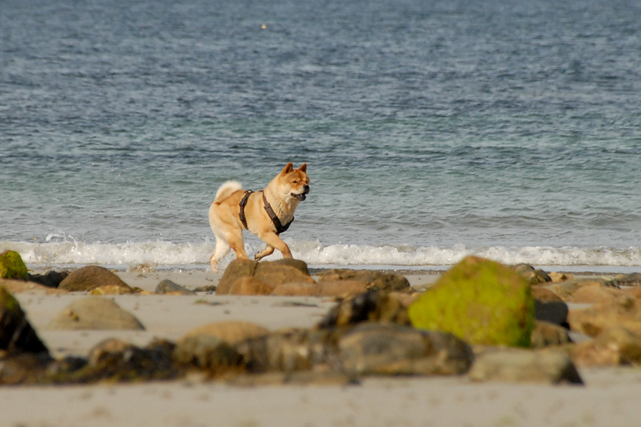 Chow_und_Meer_DSC_4064