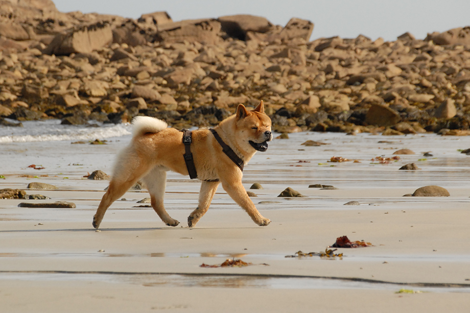 Chow_und_Meer_DSC_4094