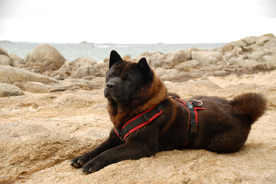 Chow_und_Meer_DSC_4353