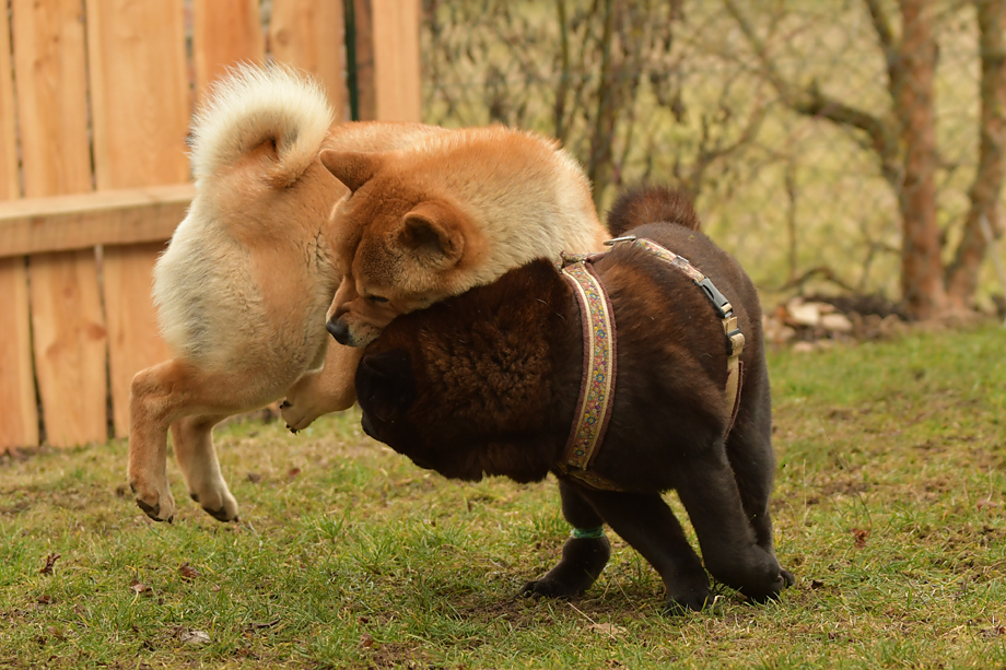 Beide_DSC_9562