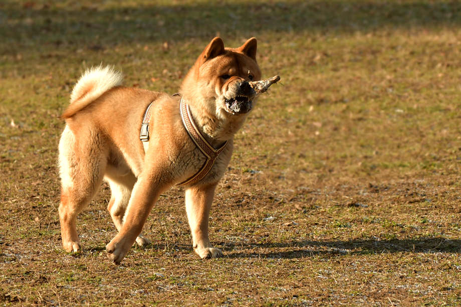 Fiete_van_Jutterscurch_2019_01-DSC_8370
