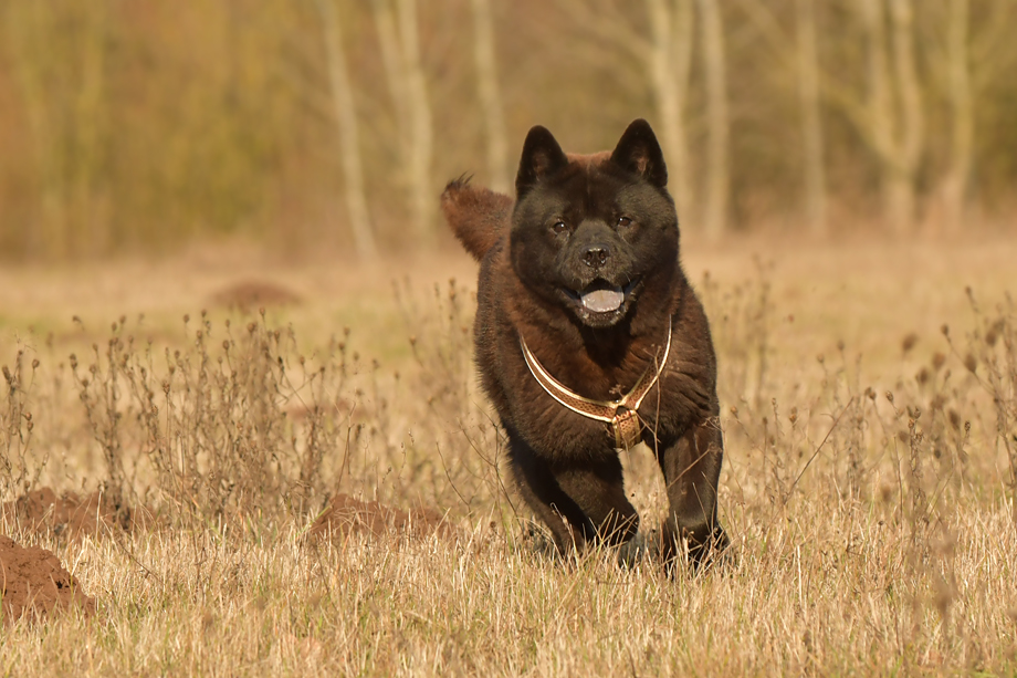 Motsi_van_JUttersburch_2019_01-DSC_8419