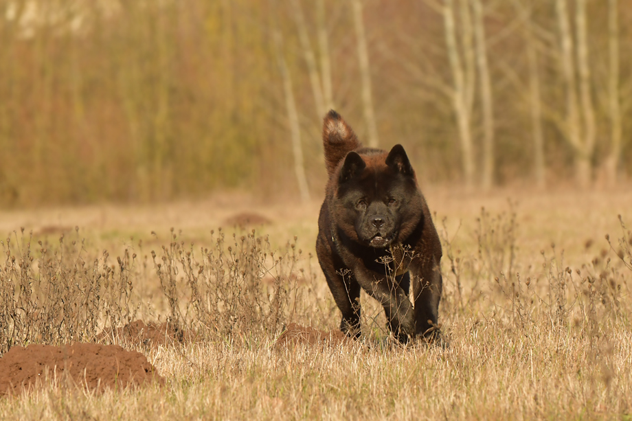 Motsi_van_Juttersburch_2019_01-DSC_8418