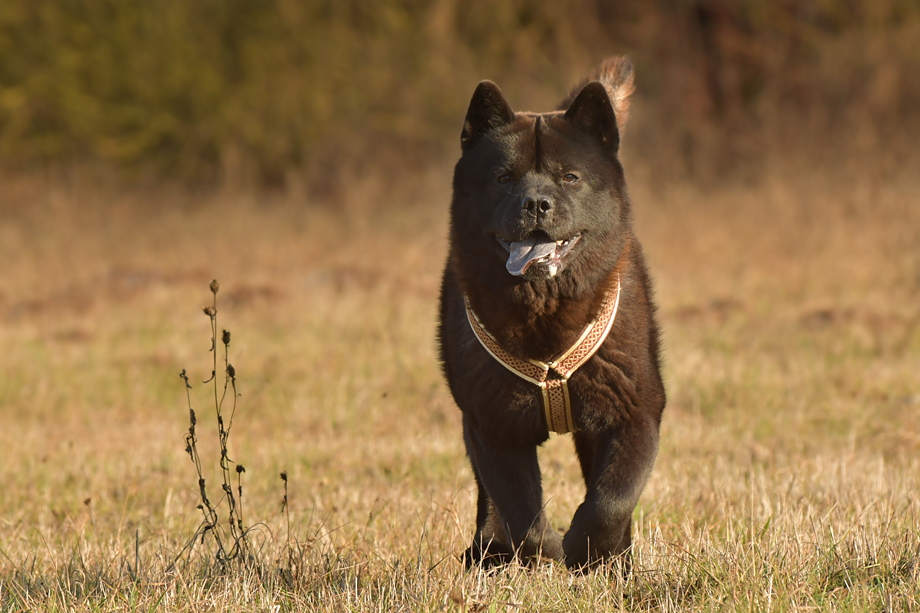 Motsi_van_Juttersburch_2019_01-DSC_8444