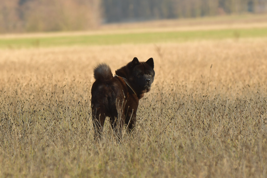 Motsi_van_Juttersburch_2019_01-DSC_8492