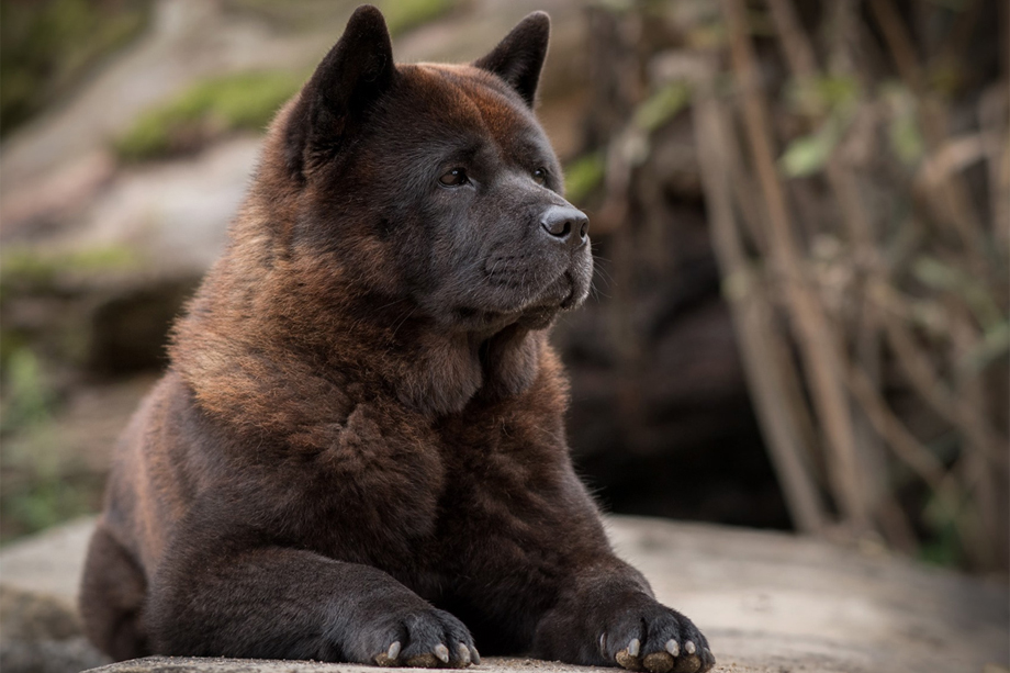 ein_hundeblog_Chow_Chow_7599