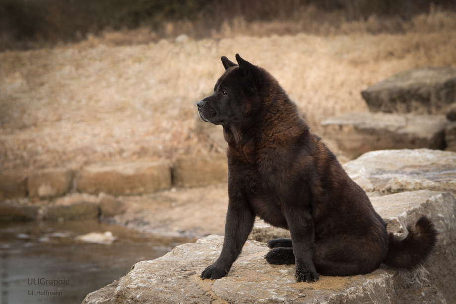 ein_hundeblog_DSC_1534