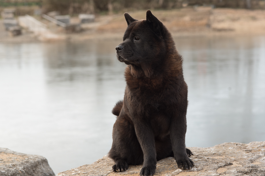 ein_hundeblog_DSC_1537