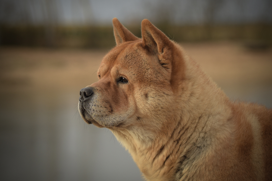 ein_hundeblog_DSC_1601