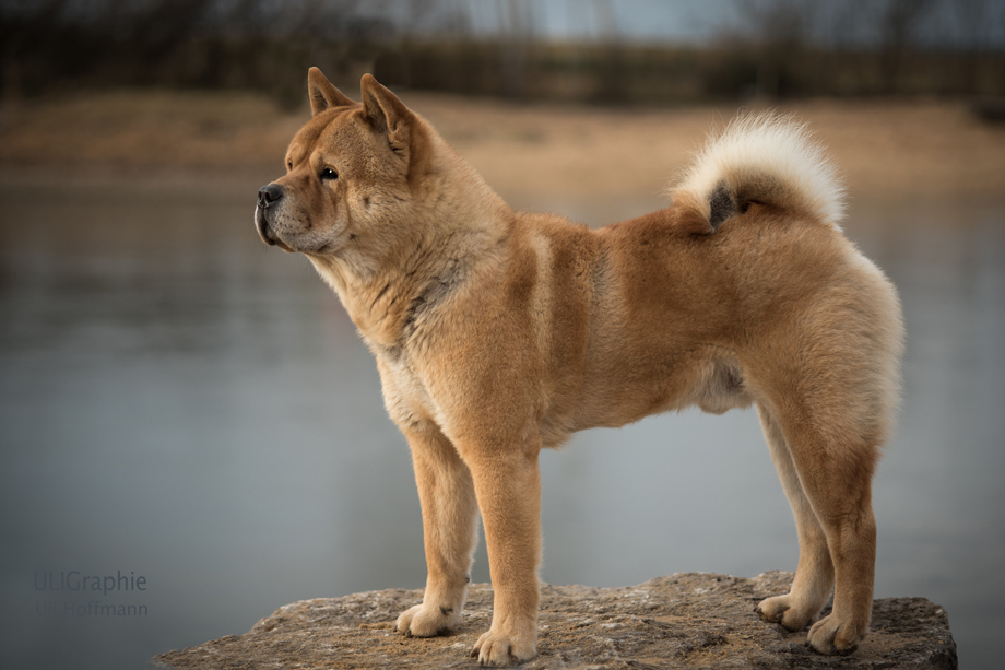 ein_hundeblog_DSC_1609