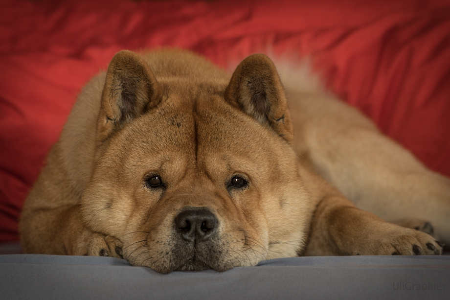 ein_hundeblog_DSC_7476