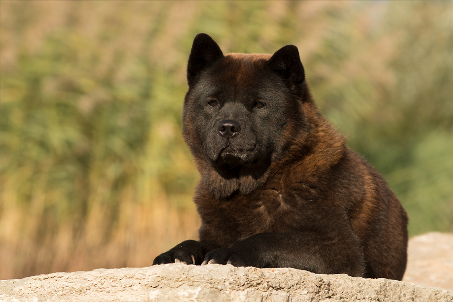 ein_hundeblog_DSC_8163