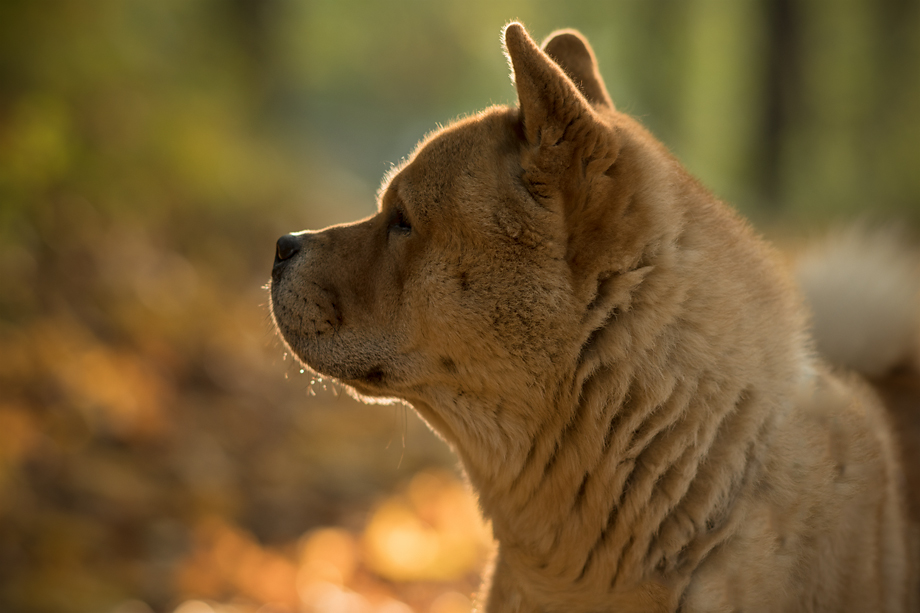 ein_hundeblog_DSC_8297
