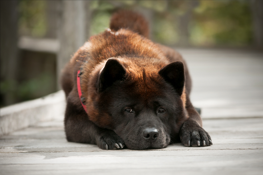 ein_hundeblog_DSC_9754