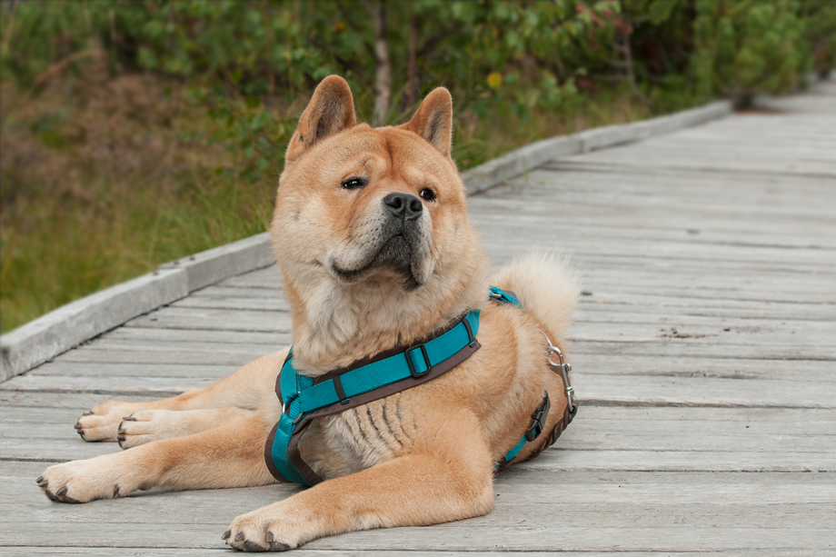 ein_hundeblog_DSC_9793