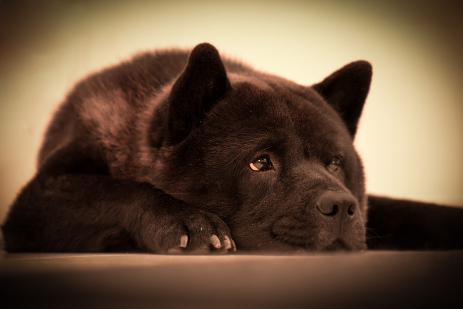 ein_hundeblog__DSC_0537