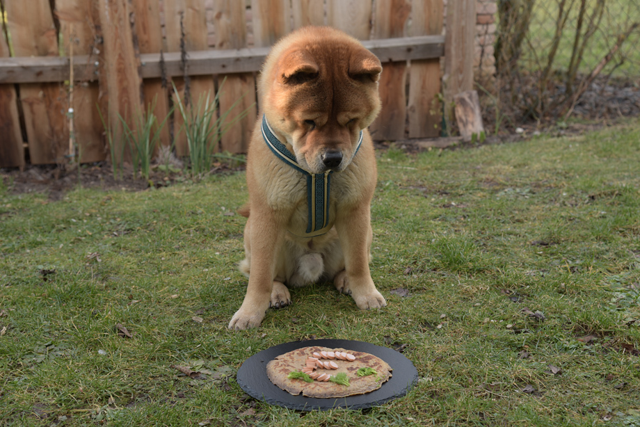 ein_hundeblog_DSC_2200