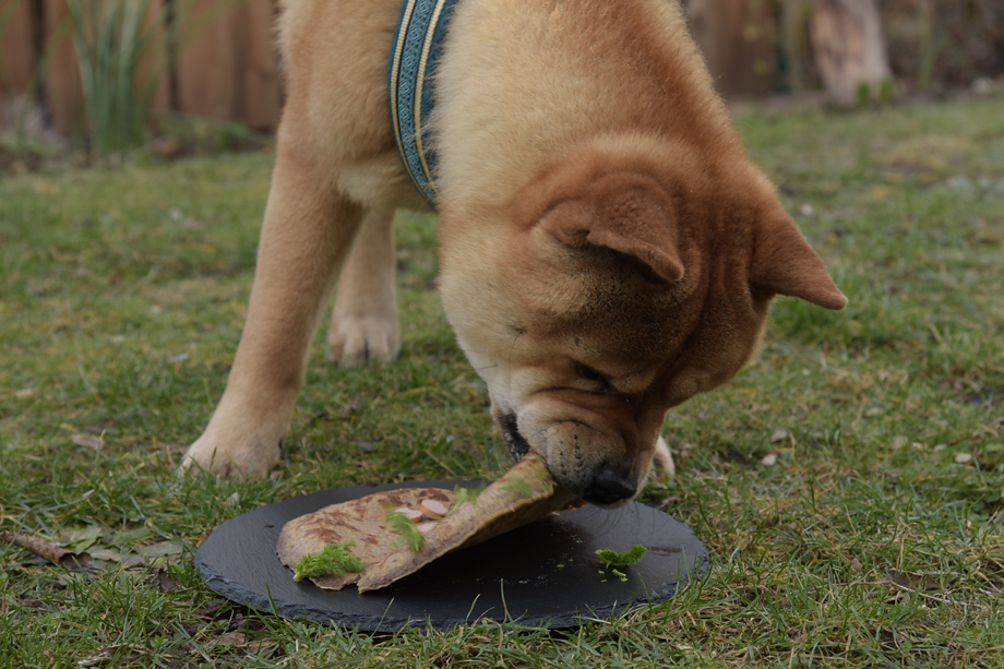 ein_hundeblog_DSC_2206