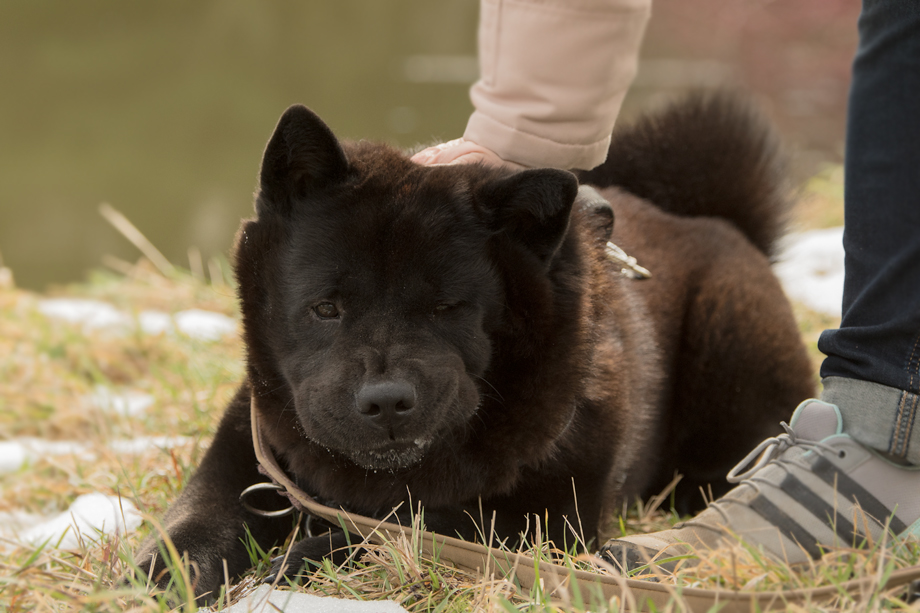 ein_hundeblog_DSC_0142