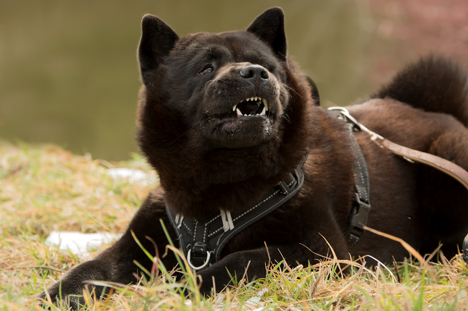 ein_hundeblog_DSC_0147