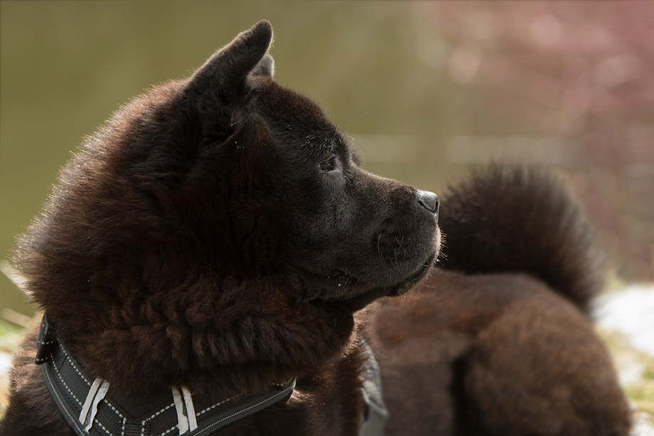 ein_hundeblog_DSC_0151