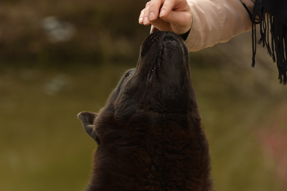 ein_hundeblog_DSC_0155