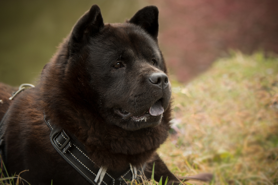 ein_hundeblog_DSC_0163