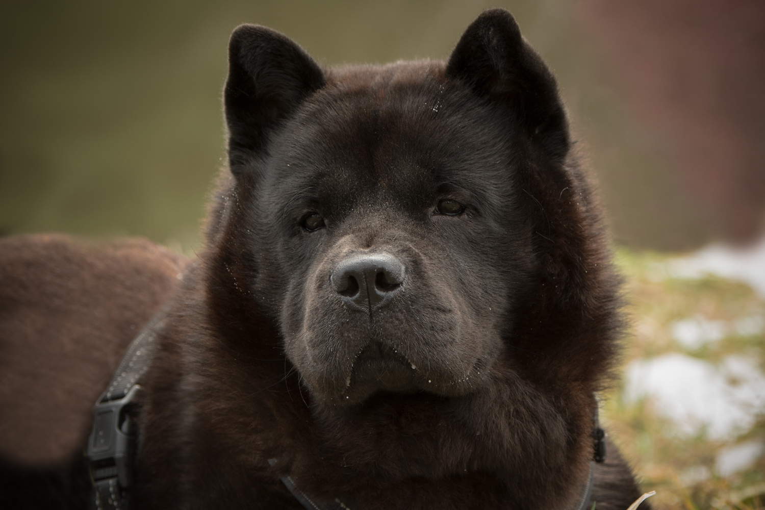 ein_hundeblog_DSC_0168