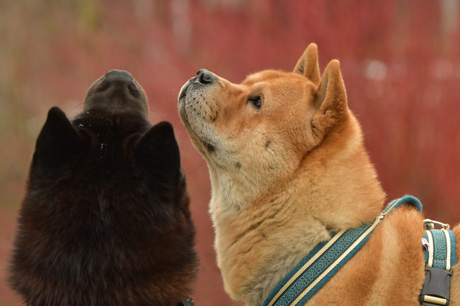 ein_hundeblog_DSC_0181