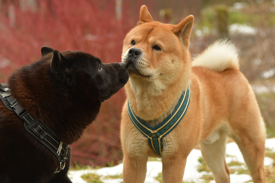 ein_hundeblog_DSC_0190