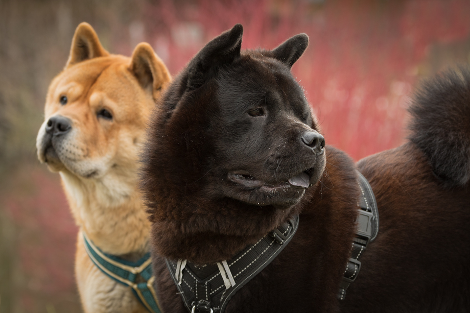 ein_hundeblog_DSC_0218