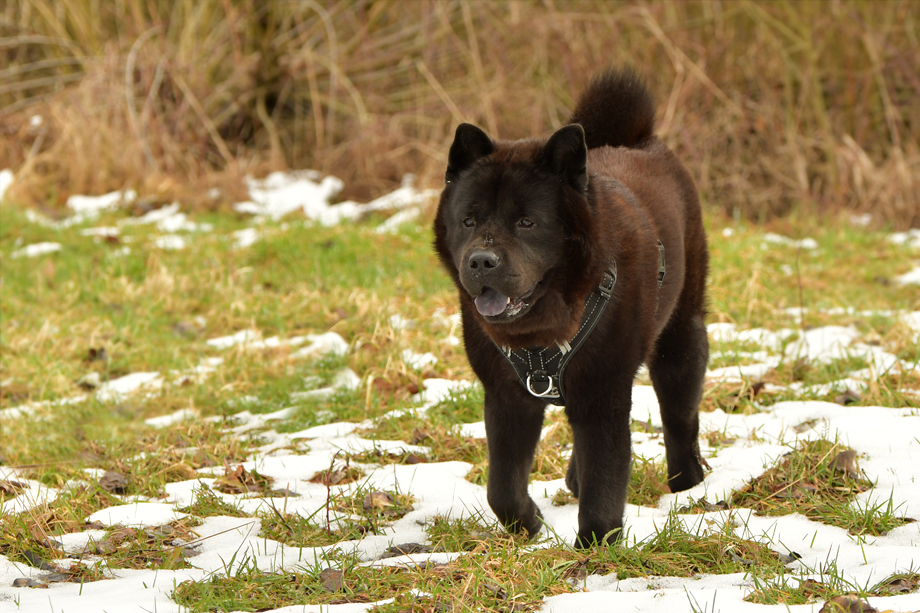 ein_hundeblog_DSC_0221