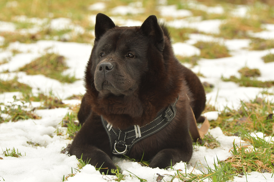 ein_hundeblog_DSC_0238