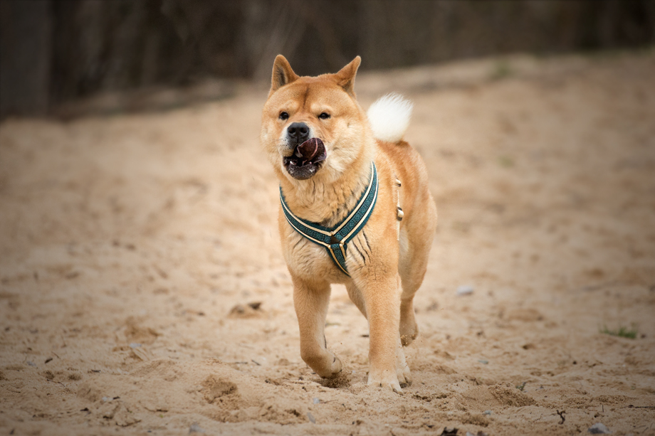 ein_hundeblog_fiete_0E6A8970-Kopie