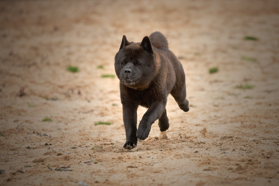 ein_hundeblog_motsi_0E6A8927-Kopie