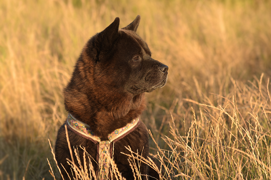 Chow_Chow_Motsi_FieteDSC_6698