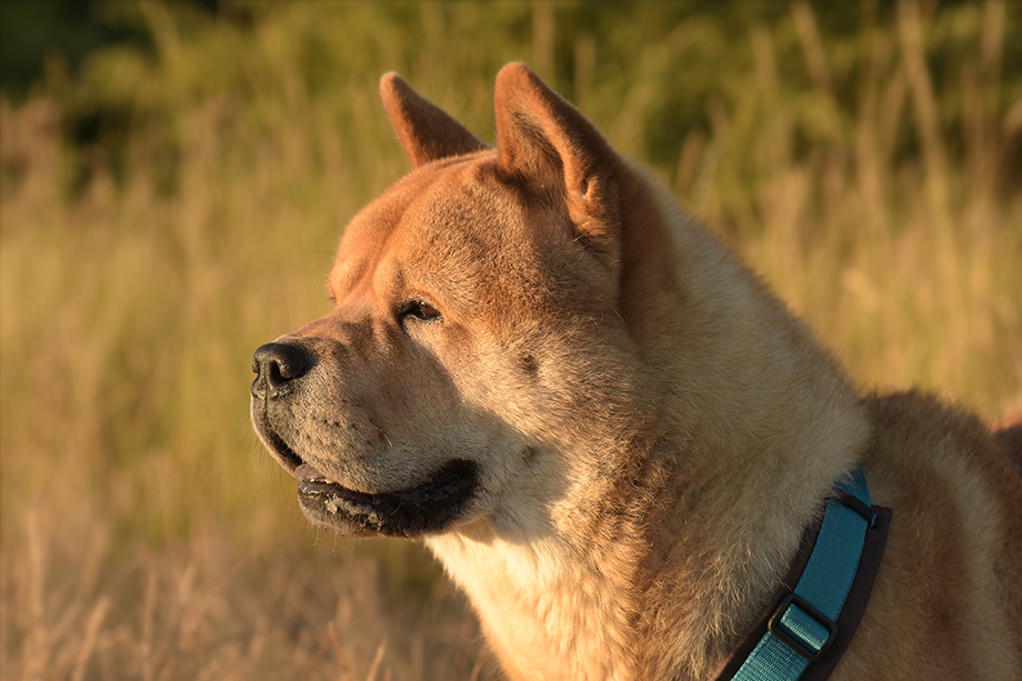 Chow_Chow_Motsi_FieteDSC_6717