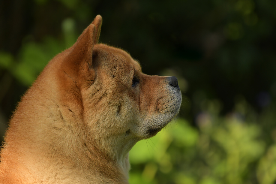 Chow_Chow_Motsi_Fiete_DSC_1783