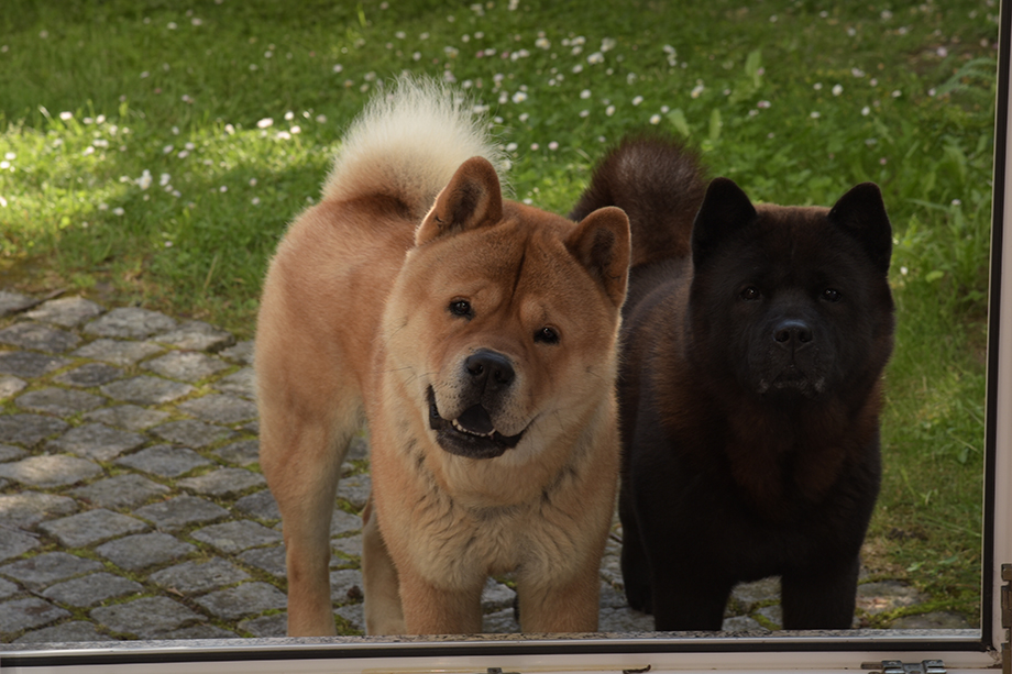 Chow_Chow_Motsi_Fiete_DSC_5106