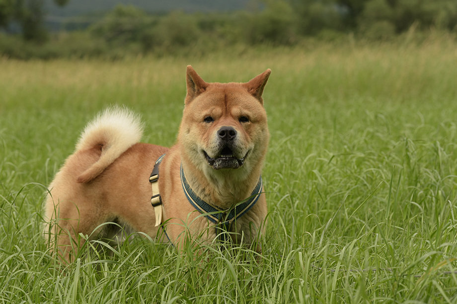Chow_Chow_Motsi_Fiete_DSC_5448