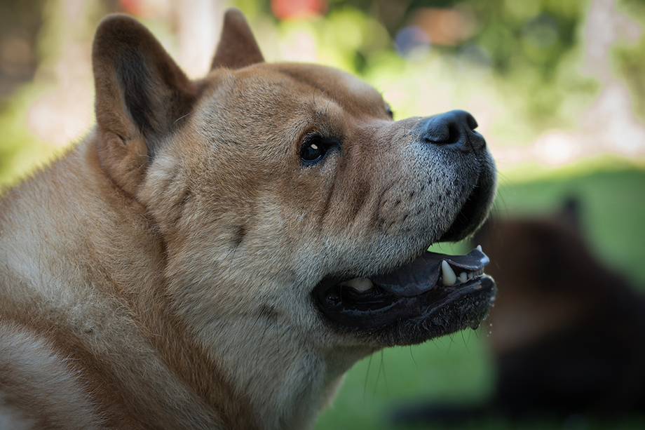 Chow_Chow_Motsi_Fiete_DSC_5881