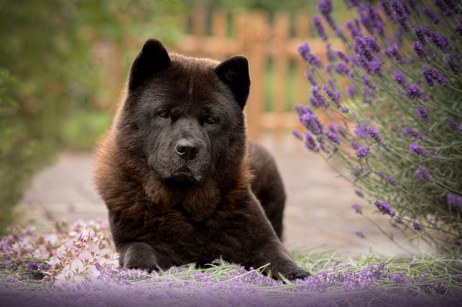 Chow_Chow_Motsi_Fiete_DSC_6282