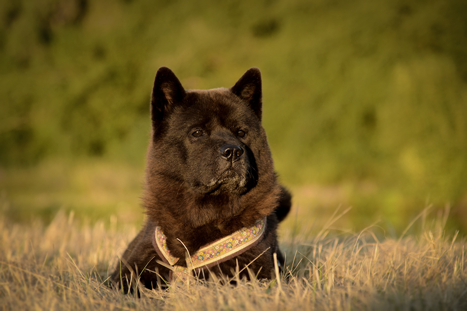 Chow_Chow_Motsi_Fiete_DSC_6731