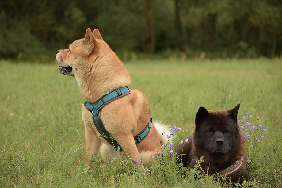 Chow_Chow_Motsi_Fiete_DSC_7202