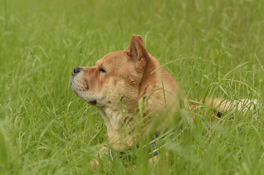 Chow_Chow_Motsi_und_Fiete_DSC_5484