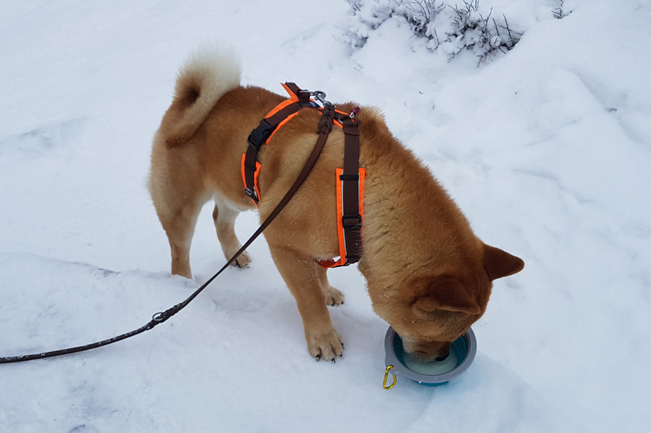 Chow_Chow_20210106_102447