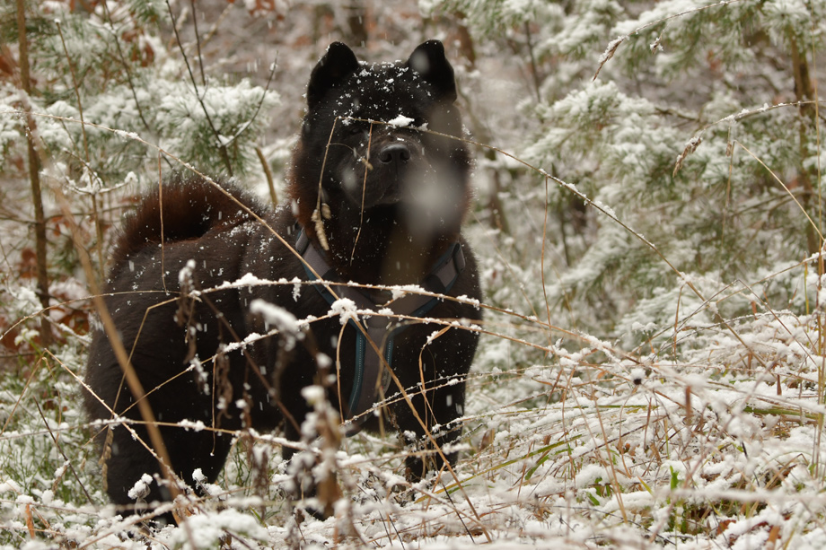 Chow_Chow_DSC_5607